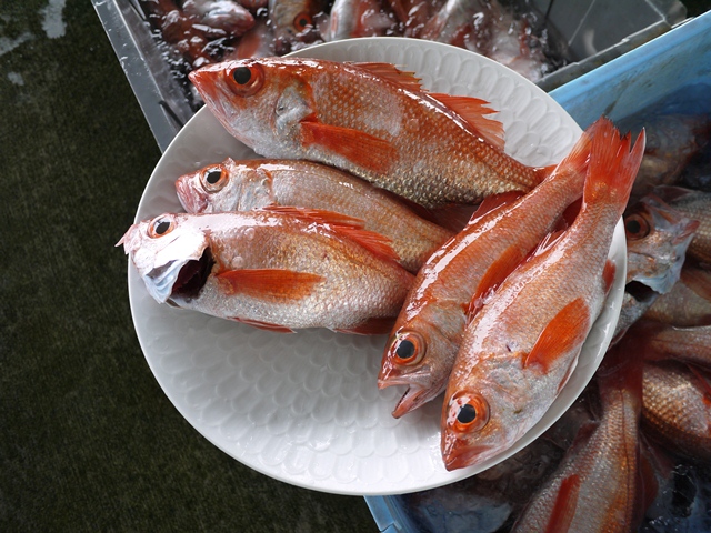 あかむつの写真