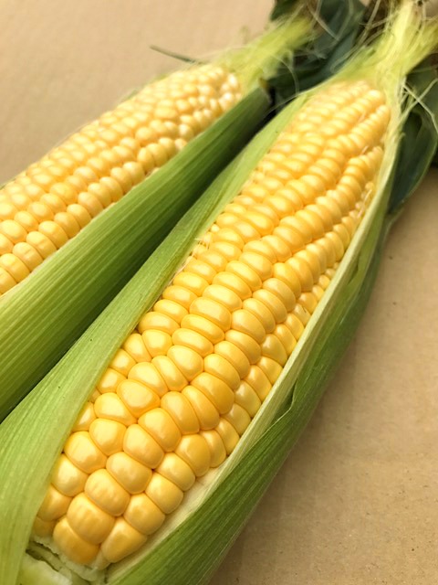 スイートコーンの写真