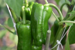 さららピーマンの写真