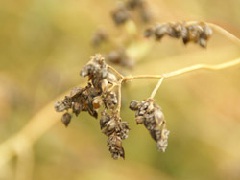 椎葉蕎麦