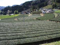 高千穂釜炒り茶