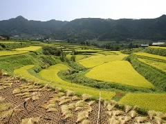 高千穂米の写真