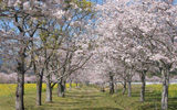 桜並木