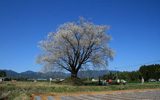 大坪一本桜