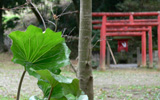 稲荷神社