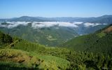 西米良の風景（竹林）